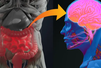 New Research Links Gut Bacteria to Anxiety